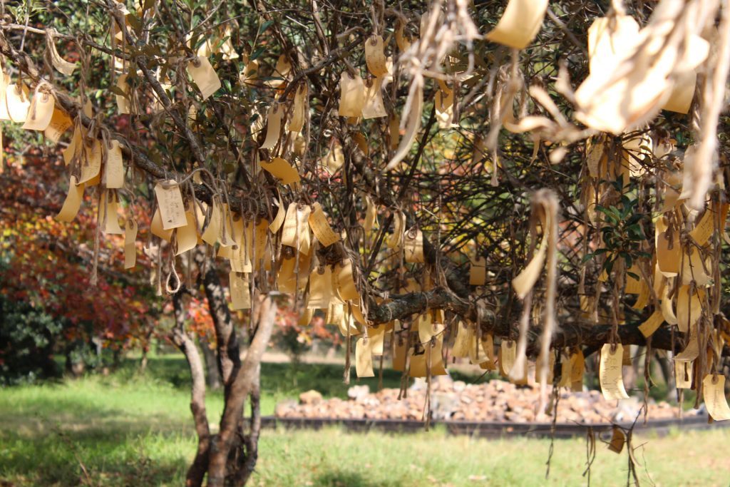 Yoko Ono - Wish Trees for Hope, 2018. Fotoğraf: Lilly Oosthuizen.3